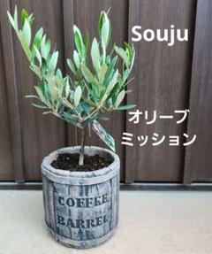 ④　オリーブの木souju『ミッション』6号　最高等級　盆栽仕立て 観葉植物 おしゃれ：オリーブの木 6号*SOUJU（創樹) ミッション