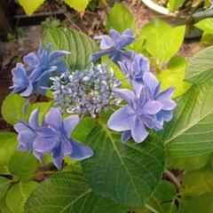 22年最新 紫陽花 苗 銀河の人気アイテム メルカリ