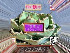 T*o様 【唯一無二】金蟾王｜極上疣突・スタッズ降臨！特選アガベ チタノタ 唯一無二】金蟾王｜極上疣突・スタッズ降臨！特選アガベ