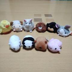 最安値　月の輪熊 子熊　ツキノワグマ　爪　同一個体　子グマ爪　14本セット Yahoo!オークション -「ツキノワグマ 爪」の落札相場・落札価格