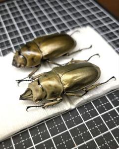 2025年最新】オウゴンオニクワガタ 標本の人気アイテム - メルカリ