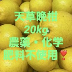 天草晩柑20kg生産者直送、農薬・化学肥料不使用❣️ 天草晩柑 20kg 生産者直送、農薬・化学肥料不使用❣️