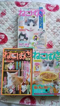 【中古】 ねこぱんち １１８（七色号）/少年画報社 中古】 ねこぱんち 118（七色号）/少年画報社の通販 by