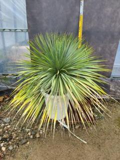 登場! 【正規 ブルーサンダー】タイ産 ユッカ ロストラータ ブルーサンダー 発根済 3 - 植物/観葉植物