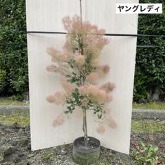 スモークツリー　ヤングレディ　畑　/360 スモークツリーヤングレディ畑5