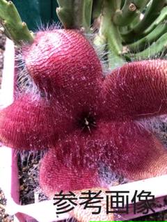 大花犀角の中古 未使用品を探そう メルカリ