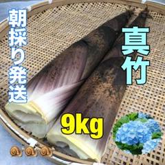 キ、もなか！旬の真竹3キロ 週末発送マダケ タケノコ 筍 送料無料 キ、もなか様専用！旬の真竹3キロ 週末発送マダケ タケノコ 筍