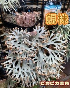 2025年最新】P.willinckii nook dwarfの人気アイテム - メルカリ
