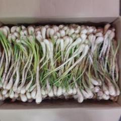 沖縄県産♪島らっきょう7.7㎏ 沖縄県産♪島らっきょう7.7㎏ - メルカリ