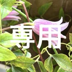 クレマチス ミニ ベル（ミーネ ベル） 行燈仕立て 5号鉢苗《6/29