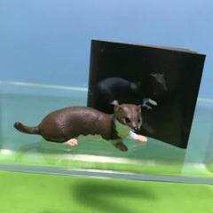 チョコQ第7弾ツチクジラ Amazon | 食玩 チョコQ 日本の動物 第7弾 179 ツチクジラ 通販
