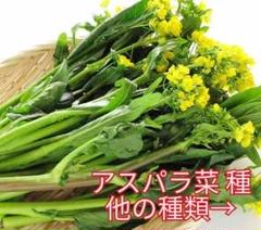 野菜種☆アスパラ菜☆変更→空芯菜 チンゲン菜 スイスチャード ほうれん草
