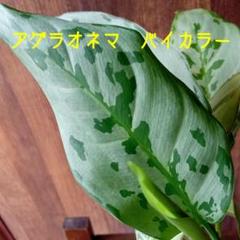 アグラオネマ バイカラー ✨セール✨