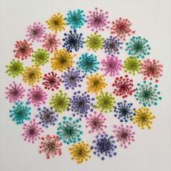 レースフラワー　押し花②