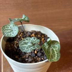 山野草　フクエジマカンアオイ 五島列島 フクエジマカンアオイの花 | kulif 化石 富貴蘭 石斛
