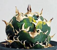 A078 アガベ チタノタ 強棘 白鯨錦 明錦 覆輪斑 永久の覆輪錦 特選小株 Yahoo!オークション -「アガベ 白鯨錦」の落札相場・落札価格