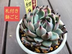 おらいさん苗 ヴィンテージレター ミックスベリア 札付き・抜き苗 楽天市場】多肉植物 oriミックスベリア No.068 ヴィンテージ