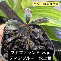 2025年最新】bucephalandra sp blueの人気アイテム - メルカリ