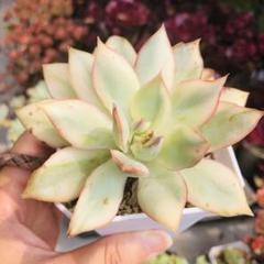 現物 ムーンガドニス錦 発根済み エケベリア 多肉植物 - メルカリ