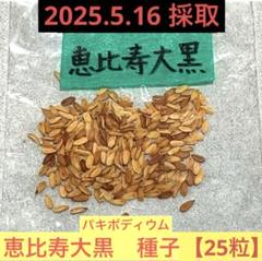 自家採種した超新鮮な パキポディウム 恵比寿大黒 の種子100粒 Bibian 比比昂- 自家採種した超新鮮なパキポディウム恵比寿大黒