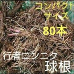 北海道産 行者ニンニク 球根の束 根のみ コンパクトサイズ 80本