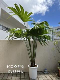 ビロウヤシ。くば⒏号 ビロウヤシ。クバ8号大 - メルカリ