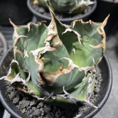 処分価格！（美株）アガベ チタノタ 白鯨（台湾株） 大株ボール