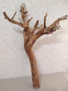【希少】DIY・アクアリウム向け 特大ブランチウッド塊根流木 約70cm 希少】DIY・アクアリウム向け 特大ブランチウッド塊根流木 約70cm