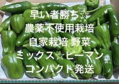 早い者勝ち☆ 農薬不使用栽培 自家栽培 野菜詰め合わせ ピーマン ミックス☆のサムネイル