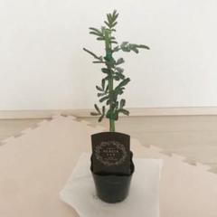 苗 ポット 花の中古 未使用品 メルカリ 苗 ポット 花の中古 未使用品 メルカリ