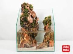 滝の流れるアクアテラリウム 苔テラリウム(送料無料)