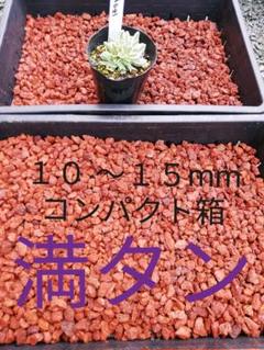 溶岩 10 ~15mm コンパクト箱満タン 赤色 多肉植物 盆栽 サボテン