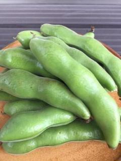 朝取れオーガニック そら豆3kg