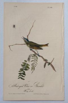 【リトグラフ】オーデュボン「アメリカの鳥類」NO.49 PL.243 単葉 初版 リトグラフ】オーデュボン「アメリカの鳥類」NO.49 PL.243 単葉