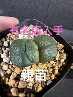 メルカリ便発送&ロウルサンコさんラベル付き☆多肉植物 ガステリア 臥牛 王頭 メルカリ便発送&ロウルサンコさんラベル付き☆多肉植物