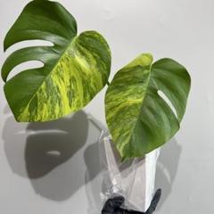 5株セット　極上斑入　モンステラ　黄斑　オーレア② 鮮やかな黄斑が入ったモンステラオーレアの斑入りの蕾 - 私の