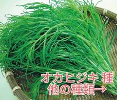 野菜種☆オカヒジキ☆変更→ほうれん草 つるむらさき 人参 ラディッシュ ケール