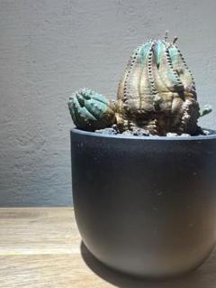 オベサ梵天 楽天市場】多肉植物：ユーフォルビア オベサ梵天*幅3.5cm