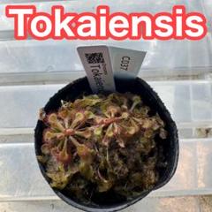 あびんこ　食虫植物　2点　送料無料　メルカリ便 あびんこ様専用 食虫植物 2点 送料無料 メルカリ便 - メルカリ