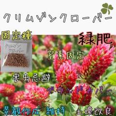 クリムゾンクローバー 緑肥 固定種 家庭菜園 種子 種 グランドカバー