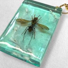 ハチの標本 黒と黄色 約15cm 昆虫用標本箱と標本針の販売|標本作製キットと標本関連用品の