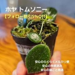 2025年最新】ホヤ トムソニーの人気アイテム - メルカリ