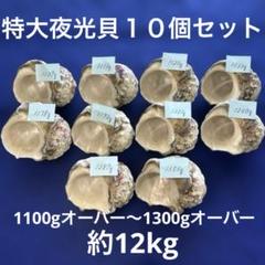 夜光貝　ヤコウ貝　まとめ売り　12個　9、5kg アクセサリー　ルアー 夜光貝 ヤコウ貝 まとめ売り 12個 9、3kg アクセサリー ルアー