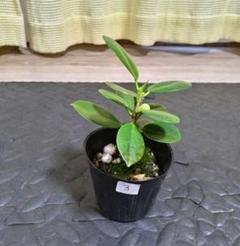 2025年最新】観葉植物 パンダガジュマルの人気アイテム - メルカリ