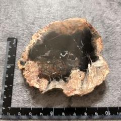 ⭐︎天然石　珪化木　スライス　ペトリファイドウッド