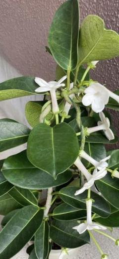 マダガスカルジャスミン 鉢植えの中古 未使用品を探そう メルカリ