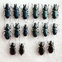 品質が クワマニ☆様専用 ユキグニコルリ2産地合計12♂4♀ チチブコルリ 標本