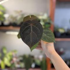 ジャックさん専用　アンスリウム 2025年最新】anthurium aceの人気アイテム - メルカリ