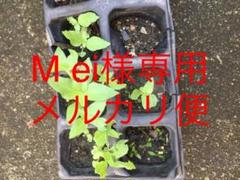 無農薬、除草剤、化学肥料不使用の家庭菜園 ホーリーバジル 抜き苗