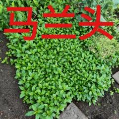 コヨナメ/馬蘭頭の根 コヨナメ/馬蘭頭の根 （コヨメナ | 国内と海外、旅のあれこれ